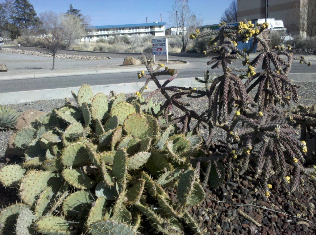Cactus garden outside hotel in Silver City, NM.