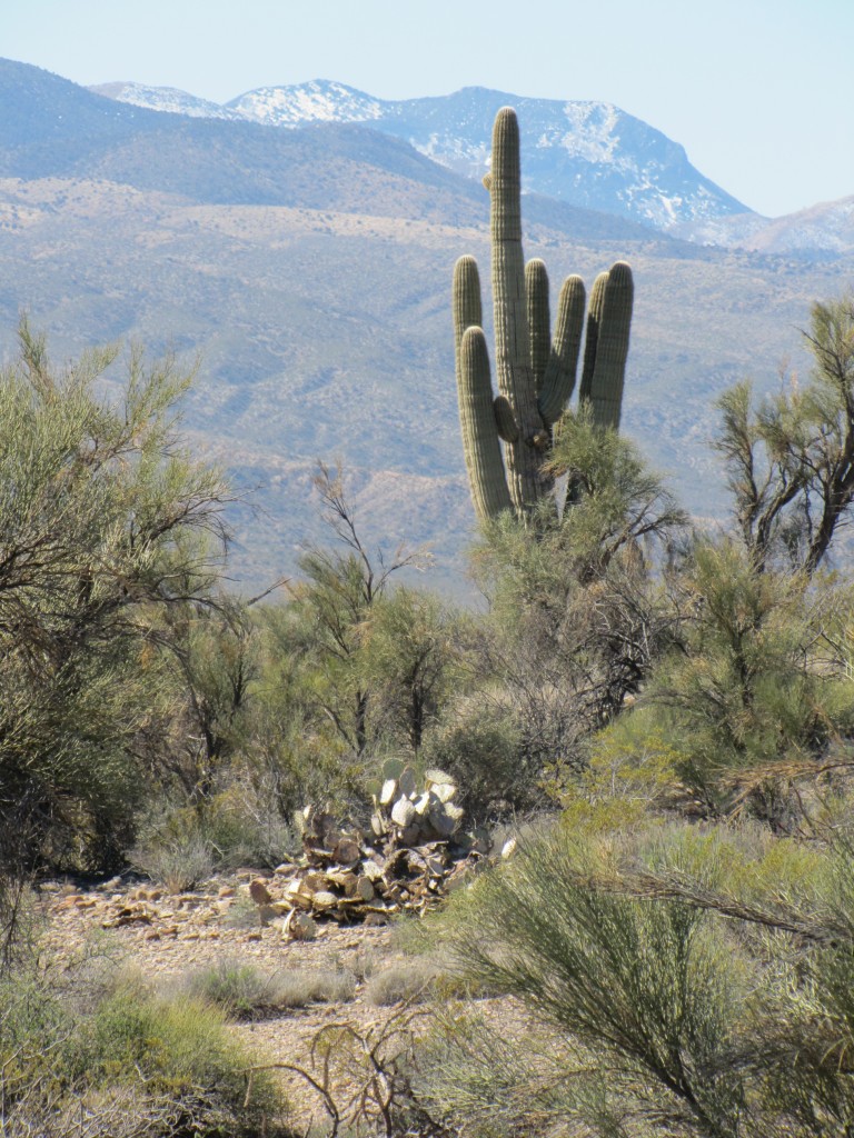 One of the last saguaro cactus plants I saw