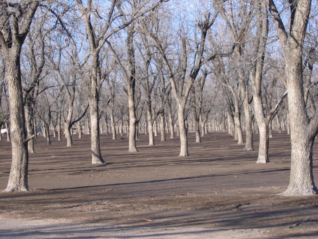 Miles and miles of Pecan orchards lead the way into Las Cruces.